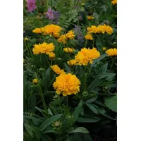 Pflanzen Für Dich Coreopsis grandiflora 'Early Sunrise' p 0,5