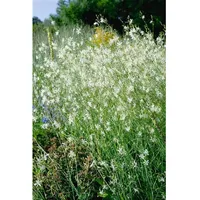 Pflanzen Für Dich Anthericum ramosum, Ästige Graslilie, ca. 9x9