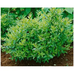 Ligustrum vulgare 'Lodense', Gewöhnlicher Liguster, kompakt, 30–40 cm