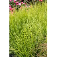 Pflanzen Für Dich Carex brunnea 'Camara' Japan-Segge, grün, 2