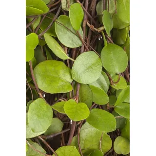 Pflanzen Für Dich Muehlenbeckia Axillaris Kriechende Schönfrucht Ca. 9x9 cm Topf