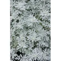 Pflanzen Für Dich Artemisia stelleriana 'Mori' Silberblatt, ca. 9x9