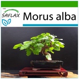 Saflax - Bonsai - Morus alba