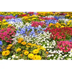 Fototapete PAPERMOON "BLUMEN-GARTEN-WIESE PFLANZE JASMIN BLÜTEN BUNT ORCHIDEE", bunt, B:3,50m L:2,60m, Vlies, Tapeten