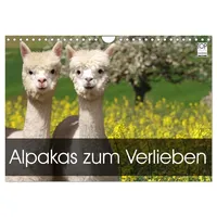 Calvendo Alpakas zum Verlieben (Wandkalender 2026 DIN A4 quer),