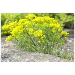 Euphorbia cyparissias, Wolfsmilch, ca. 9x9 cm Topf