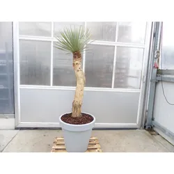 Yucca Rostrata  Mexico, Palme, 190 cm, Stamm 104 cm winterhart