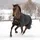 Bucas Irish Turnout 0g Regendecke 165 cm Schwarz/Gold