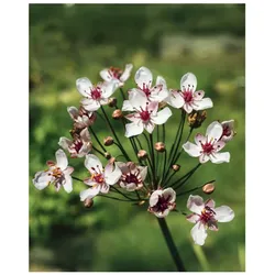 Butomus umbellatus 'Schneeweißchen', Schwanenblume, weiß, ca. 9x9 cm Topf