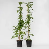 Plant in a Box - Trompetenkletterer - 2 Stk