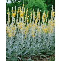 Pflanzen Für Dich Verbascum bombyciferum 'Polarsommer' silbrig, ca. 9x9