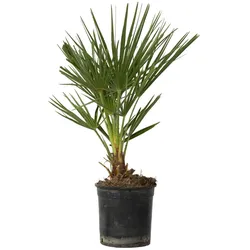 Plant in a Box Zwergpalme - Chamaerops Humilis Höhe 50-60cm