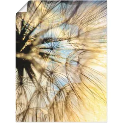 Artland Wandbild »Pusteblume Poesie«, Blumen, (1 St.), als Leinwandbild, Poster, Wandaufkleber in verschied. Größen Artland Farbe Bild(er): goldfarben
