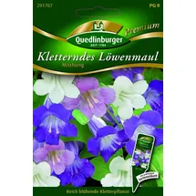 Quedlinburger Saatgut Kletterndes Löwenmaul Samen