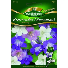 Quedlinburger Saatgut Kletterndes Löwenmaul Samen