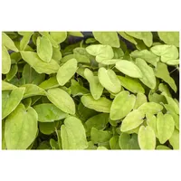 Pflanzen Für Dich Epimedium x rubrum p 0,5