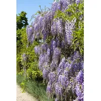 Pflanzen Für Dich Wisteria floribunda 'Macrobotrys', Japanische Blauregen, 40–60