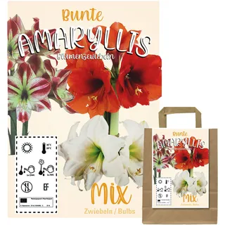 Buntes Set aus 3 Amaryllis Zwiebeln in Geschenkverpackung - Grosse Knollen - blühen in verschiedenen Farben (3 Amaryllis Zwiebeln)