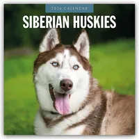 Brown trout-auslieferer flechsig Siberian Huskies – Sibirischer Husky –