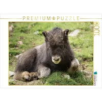 Calvendo Moschusochse 1000 Teile Puzzle quer