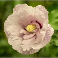 Pflanzen Für Dich Hibiscus syriacus 'Pink Chiffon', Roseneibisch, rosa,