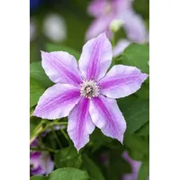 Pflanzen-für-dich.de Clematis 'Souv. du Capitaine Thuilleaux' 2L Eck 40-