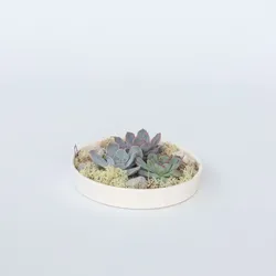 Plant in a Box - Garden Mix Weiß - Echeveria lilacina - Höhe 8cm