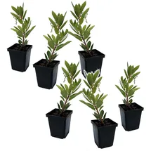 Plant in a Box - 6 Stk - Arbutus 'Unedo' - Höhe 25-40cm - Topf 9cm