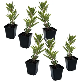Plant in a Box - 6 Stk - Arbutus 'Unedo' - Höhe 25-40cm - Topf 9cm