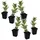 Plant in a Box - 6 Stk - Arbutus 'Unedo' - Höhe 25-40cm - Topf 9cm