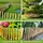 Floranica Staketenzaun aus Haselnuss mit Pfosten 50 cm hoch x lfm Lattenabstand 4-6 Kastanie Gartenzaun Beeteinfassung Steckzaun Rollzaun