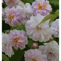 Baumschule Kletterrose Pauls Himalaya Musk 30-60cm