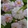 Baumschule Kletterrose Pauls Himalaya Musk 30-60cm