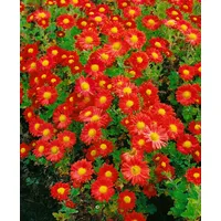 Pflanzen Für Dich Chrysanthemum x hort.'Fellbacher Wein' rot, ca.