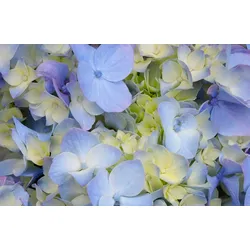 Fototapete PAPERMOON "HORTENSIE-BLÜTE-BLUMEN PFLANZEN NATUR MUSTER DEKOR", bunt, B:3,00m L:2,23m, Vlies, Tapeten