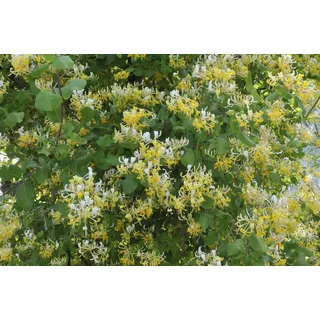 PlantaPro Lonicera japonica 'Halliana' 40-60 cm – Winterhart, Mehrjährig, Pflegeleicht – Japanisches Geißblatt – Kletterpflanze für Pergola & Rankhilfe