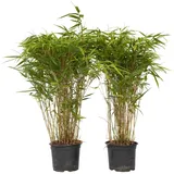 Plant in a Box - Bambus - 2 Stk - Fargesia nitida 'Gansu' - Höhe 50-70cm - Topf 17cm