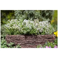 Pflanzen Für Dich Thymus vulgaris, Echter Thymian, ca. 9x9