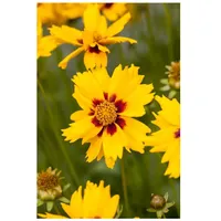 Pflanzen Für Dich Coreopsis lanceolata 'Sterntaler', Mädchenauge, gelb, ca.