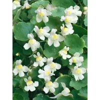 Pflanzen Für Dich Cymbalaria pallida 'Albiflora', weiß, ca. 9x9