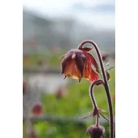 Pflanzen Für Dich Geum rivale, Bach-Nelkenwurz, ca. 9x9 cm
