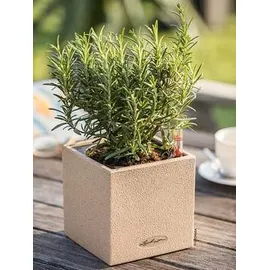 LECHUZA Canto Stone 14 Komplettset 14 x 14 x 13,5 cm sandbeige