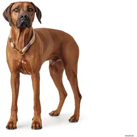 Hunter Sansibar Rantum Hundehalsband Beige 50