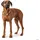 Hunter Sansibar Rantum Hundehalsband Beige 50