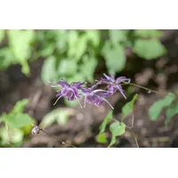 Pflanzen Für Dich Epimedium grandiflorum 'Lilafee', Elfenblume, lila, ca.