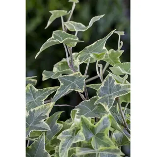 Pflanzen Für Dich Hedera helix 'Little Diamond', Efeu, grün-weiß, ca. 9x9 cm Topf