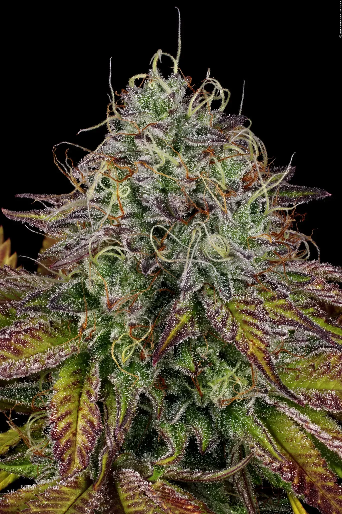 Paradise Seeds Apricot Candy 3 Samen