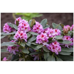 Rhododendron Hybr. 'Belami', Rhododendron, 30–40 cm