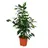 EXOTENHERZ Ficus benjamini Danielle Birkenfeige 14cm