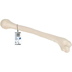 Oberarmknochen Modell - 3B Smart Anatomy
